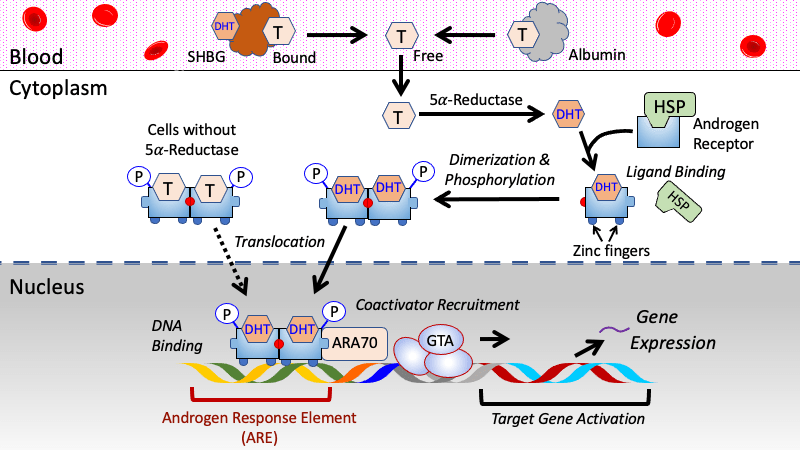 Aromatase Enzyme