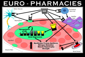 Androgen receptors