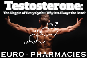 Testosterone Cycle: The Base of Every Cycle